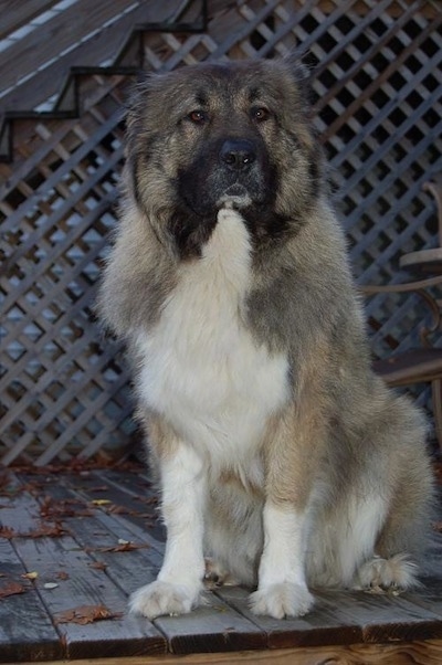 Anchara bred Yelena Levitina A Caucasian Ovtcharka is sitting on a wooden deck in front of a pair of wooden steps