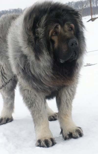 Caucasian Shepherd Dog Breed 