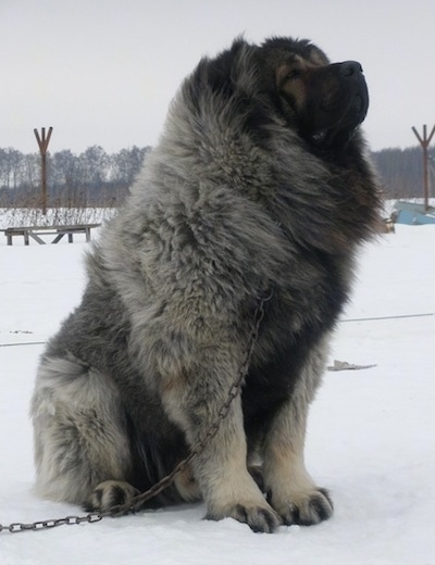 Vastelin the Caucasian Sheepdog is sitting outside in snow and looking up to the sky
