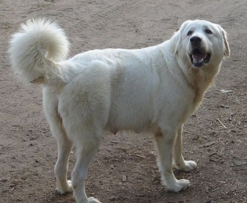 Bee Wh the Caucasian Shepherd Dog is standing in dirt and looking back towards the camera holder