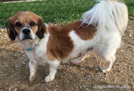 king charles cavalier corgi mix