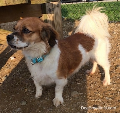 A small-breed, brown and white Cava-Corgi dog is standing in dirt next to a wooden bench.