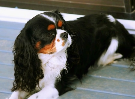 newborn cavalier king charles puppies