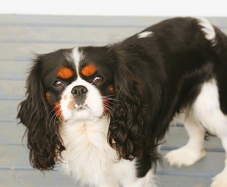 Aslan the Cavalier King Charles Spaniel is standing on a deck