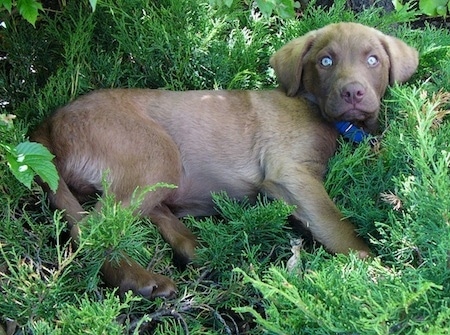 dog breed chesapeake bay retriever