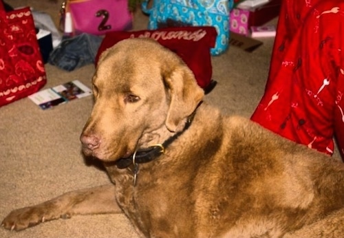 Jed the Chesapeake Bay Retriever is laying on a carpet and there is a red blanket and other colorful bags behind it