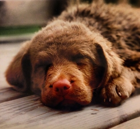 Jed the Chesapeake Bay Retriever is sleeping on a wooden deck