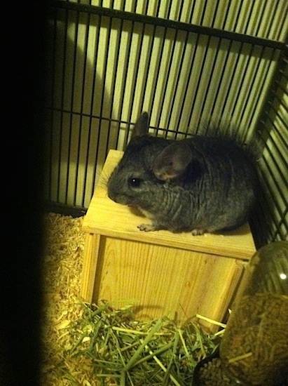 A Chinchilla is standing on a wooden hide-a-way in the corner of a cage and it is looking to the left.