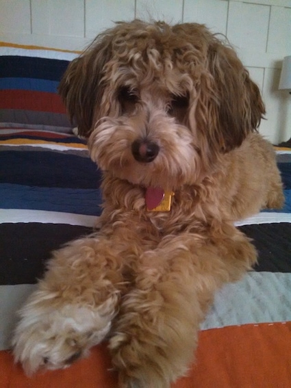 chinese crested mixed with poodle