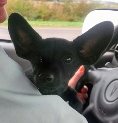 Batman the large-eared black Chiweenie Puppy is being held in the arms of a lady who is driving
