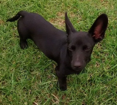 Batman the black, large-eared Chiweenie puppy is standing outside. Batman is squenting and looking up