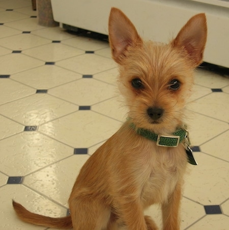 newborn chorkie puppies