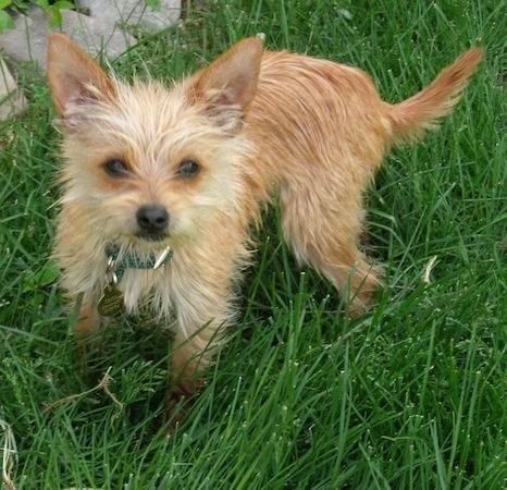 teacup yorkie chihuahua mix