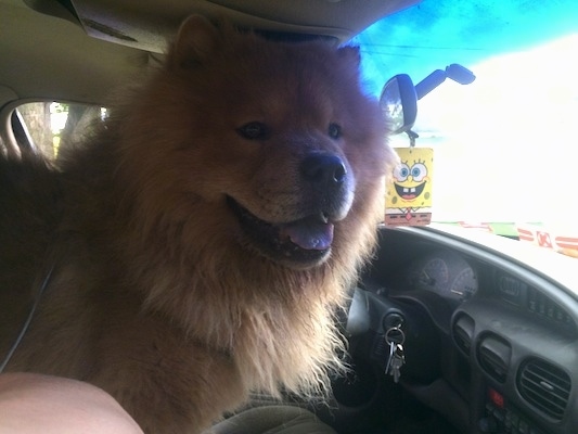 King the Chow Chow is standing on the arm rest of a car. King is looking out of the window. There is a Spongebob air freshener hanging from the rearview mirror