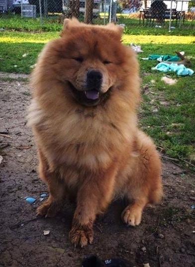 King the Chow Chow is sitting in a dirt patch in a lawn. King has its mouth open and black tongue out. There is a chain link fence and another person's yard behind him