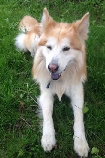 Simba the Chusky is laying outside in grass facing the camera with his mouth open