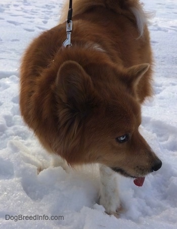 Yukon the Chusky is walking across the snow with his tongue out looking to the right