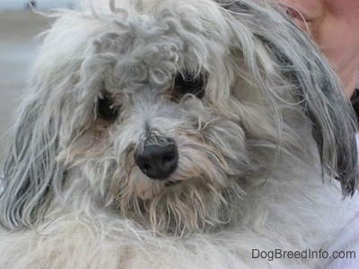 Close Up - Timbit the gray fuzzy dog over the shoulder of a person