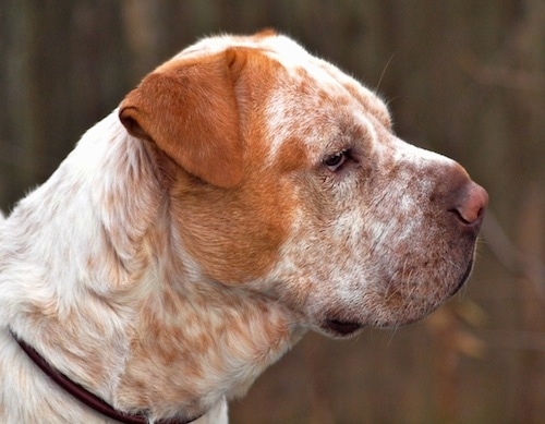 Close Up head shot - Mugsy the Clumber Pei is standing outside and looking to the right