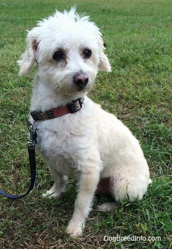 Front side view - a soft looking, wavy-coated white Cockapoo dog is sitting in grass looking forward.