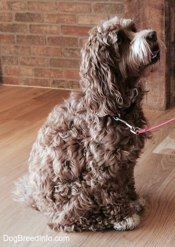 Matty the brown and tan wavy-coated Cockapoo is sitting on a hardwood floor inside of a store with a brick wall next to her and looking up and to the right