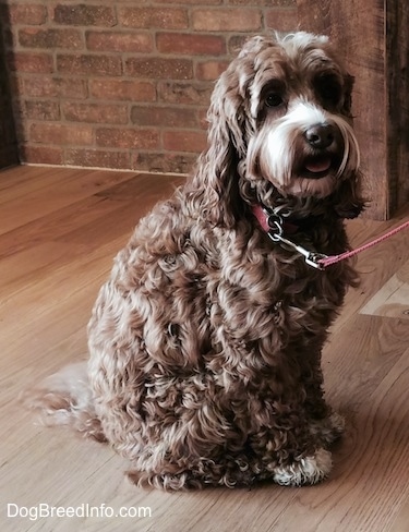 Matty the brown and tan wavy-coated Cockapoo is sitting on a hardwood floor and looking forward. His mouth is open.