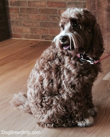 Matty the brown and tan wavy-coated Cockapoo is sitting on a hardwood floor and there is a brick walkk behind him