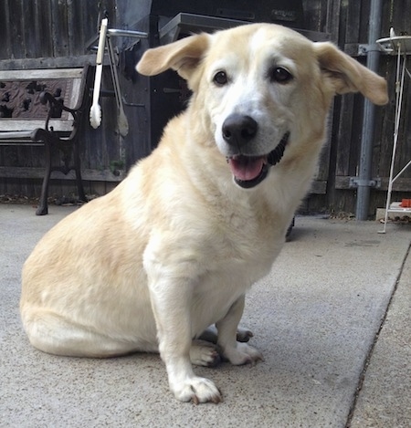 black lab corgi mix