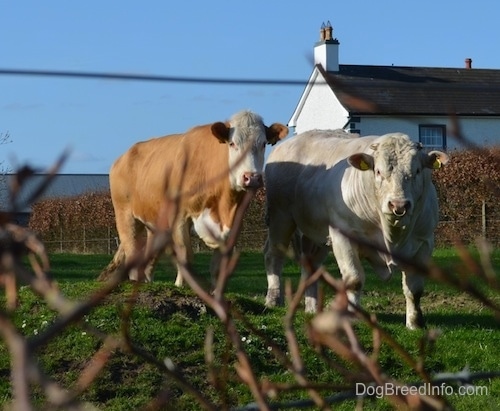 Two Cows are standing in a yard and they are looking forward. The right most cow has a ring in its nose. There is a white farm house behind them.