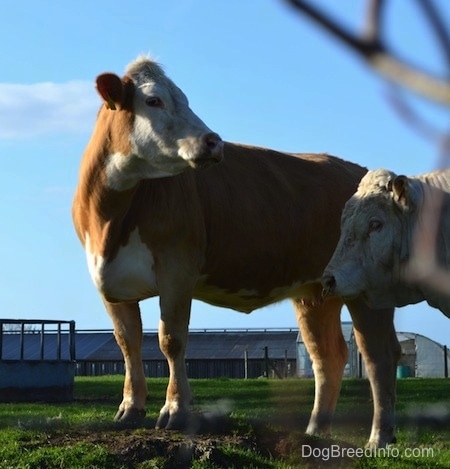 A tan with white Cow is standing in grass and it is looking to the right. There is a white cow standing in front of it with a ring in its nose.