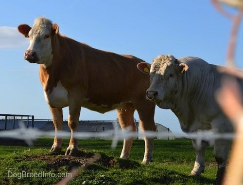 Two cows are standing in grass next to each other and they are looking to the left.