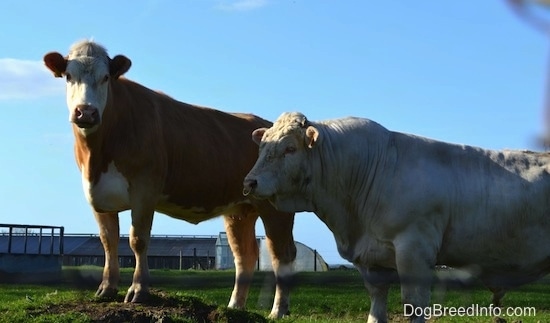 Two Cows are standing in grass. The forward most cow is looking to the left and the cow in the background is looking forward.