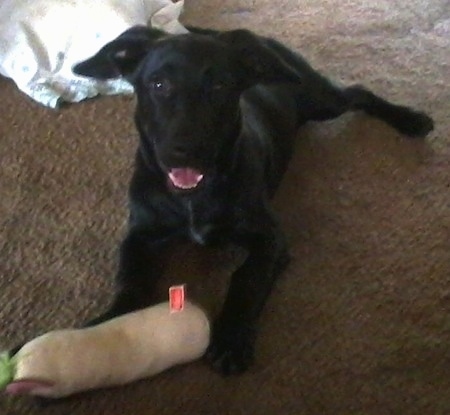 dachshund and lab mix puppies