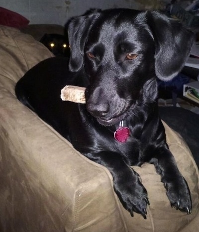 weiner dog mixed with lab