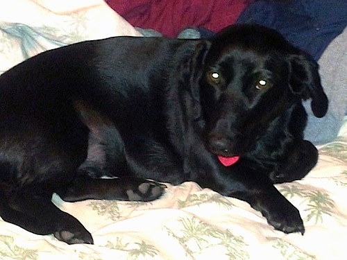 black lab dachshund mix puppies