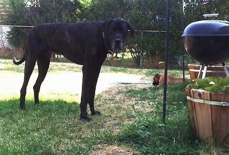 great dane mastiff dog