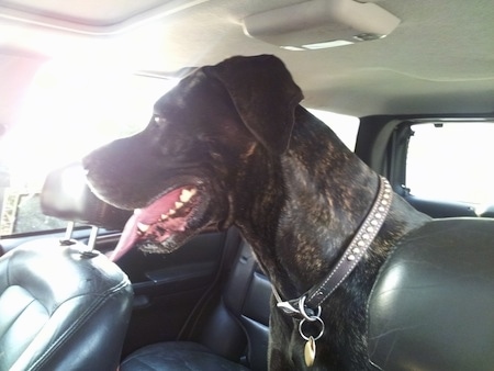 Apollo the Daniff is sitting in the back seat of a car with its mouth open and tongue out