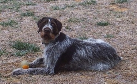 Ranger the Deutsch Drahthaar is laying in grass brush with a ball in front of it