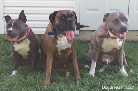A black with white American Bully, a brown brindle Boxer and a blue-nose brindle Pit Bull Terrier are sitting in a yard and in front of a white house.