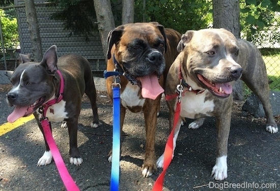 A black with white American Bully, a brindle brown with white Boxer and a blue-nose brindle Pit Bull Terrier are lined up next to one another and standing on a blacktop surface.