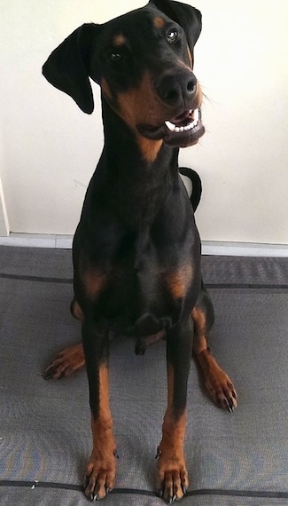 Rommel the black and tan Doberman Pinscher is sitting on a gray dog bed. His head is tilted to the left and his mouth is slightly open