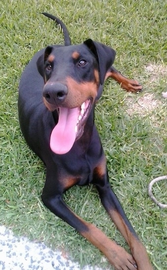 doberman not cropped