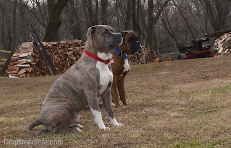 Spencer the Pit Bull Terrier and Bruno the Boxer sitting in a field with chopped firewood in the background