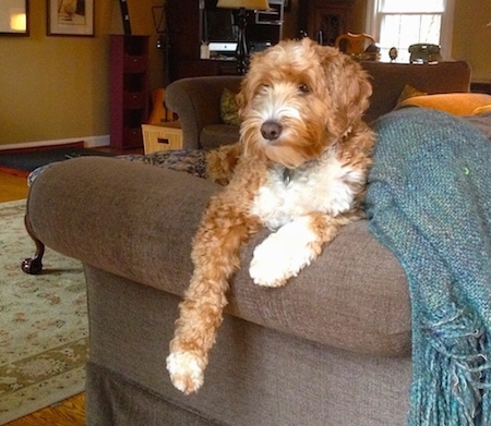 Charlie the Double Doodle is laying on a couch and on of its paws are hanging over the edge