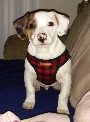 Bernie the white, brown and tan Doxle Puppy is wearing a red and black plaid shirt and  sitting on top of a blue blanket on top of a tan couch
