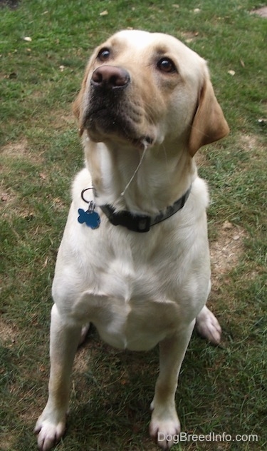 Duffy the yellow English Labrador Retriever is sitting in a yard with about 6 inches of drool hanging from his mouth