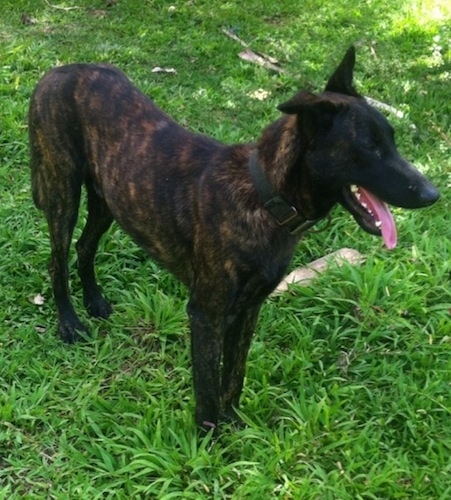 gold brindle dutch shepherd