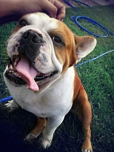 English Boston-Bulldog Dog Breed 