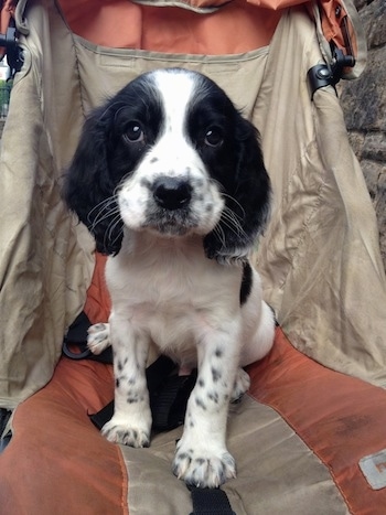 springer spaniel black and tan