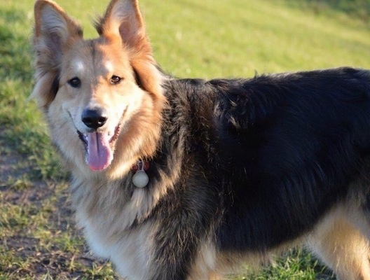 bernese shepherd mix